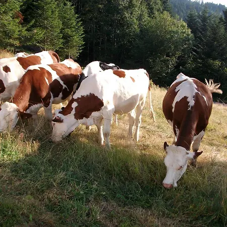 La Timoniere Apartment Gerardmer